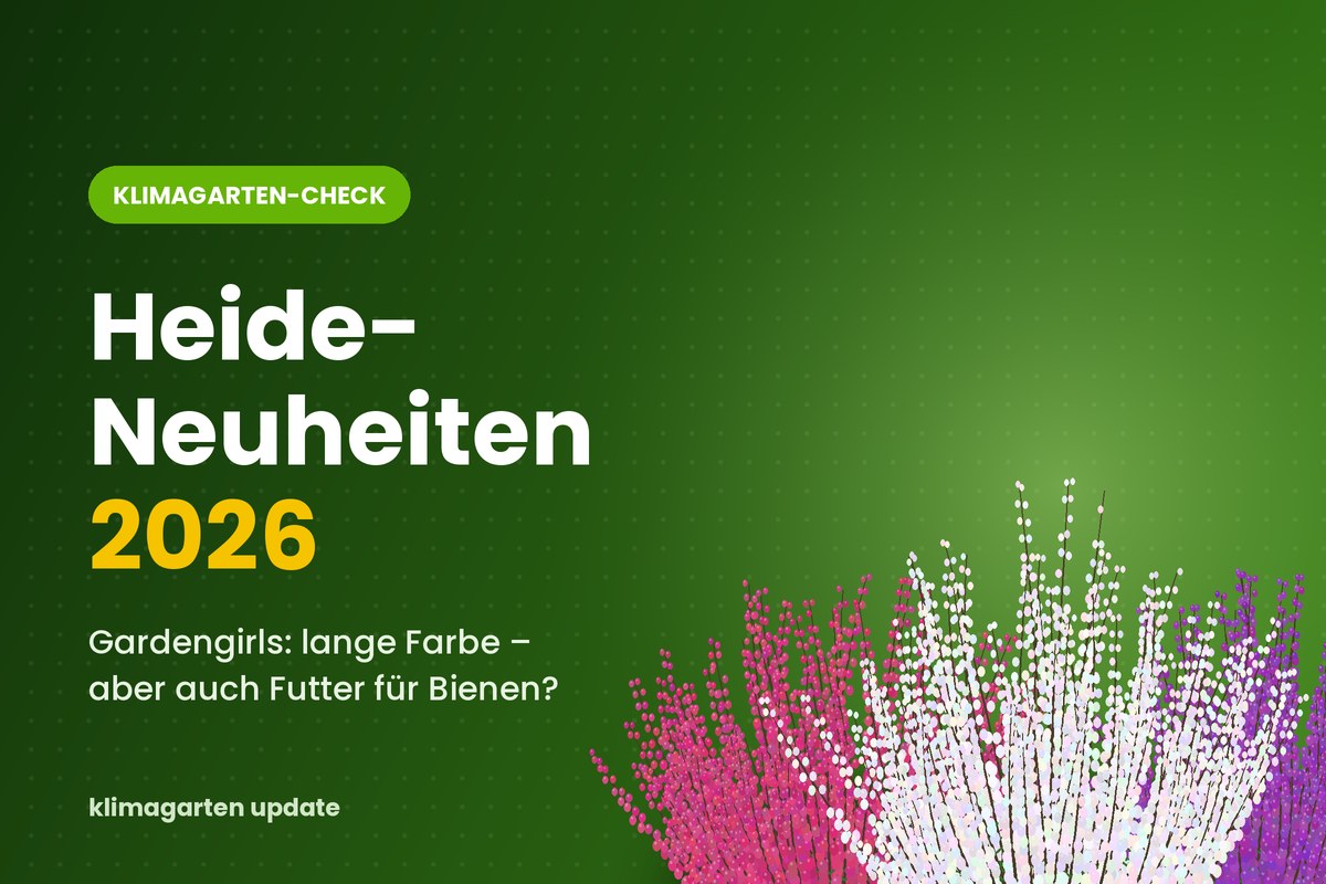 Heide Neuigkeiten 2026